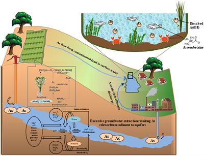 Arsenic in Rice Agro-Ecosystem: Solutions for Safe and Sustainable Rice Production